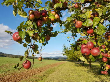 Apfelbaum