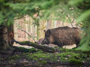 Wildschwein
